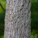 1308585855_sassafras_albidum_trunk_bark_3264px