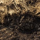 Manure