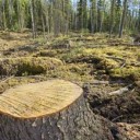 rape-of-the-forest